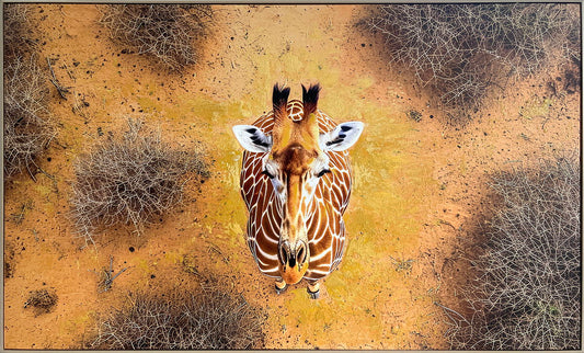 Savanna Gaze Hand-Embellished Canvas In Frame - Brown / Tan