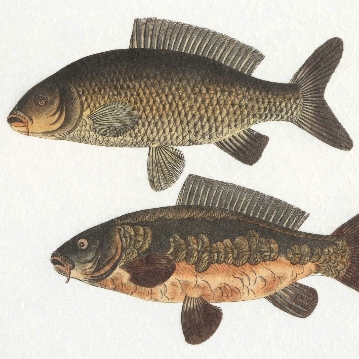 The Catch - Framed Fish Prints (Set of 2) - Black / Brown / Gray / Green / Orange / Woodtone