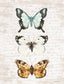 Framed Small - Butterfly Trio By Lettered & Lined - Pearl Silver