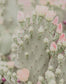 Blooms Abound III By Jennifer Rigsby (Framed) - Gray