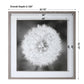 Dandelion Seedhead - Framed Print - Black