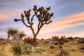 Joshua Tree Sunrise By Danita Delimont (Framed Small) - Blue