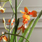 Dancing - Orchid In Glass Vase - Green,Orange