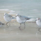 Tranquil Shorebirds On The Sand - Framed Print - Light Gray