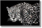 Glossy Framed Leopard With Rocks - Dark Gray