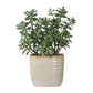 Crassula Jade - Accent Plant - Beige
