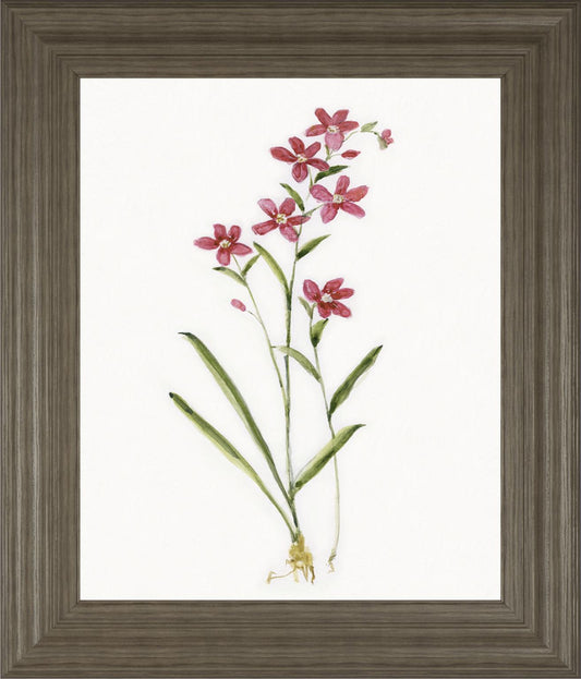 22x26 Delicate I By Sally Swatland - White
