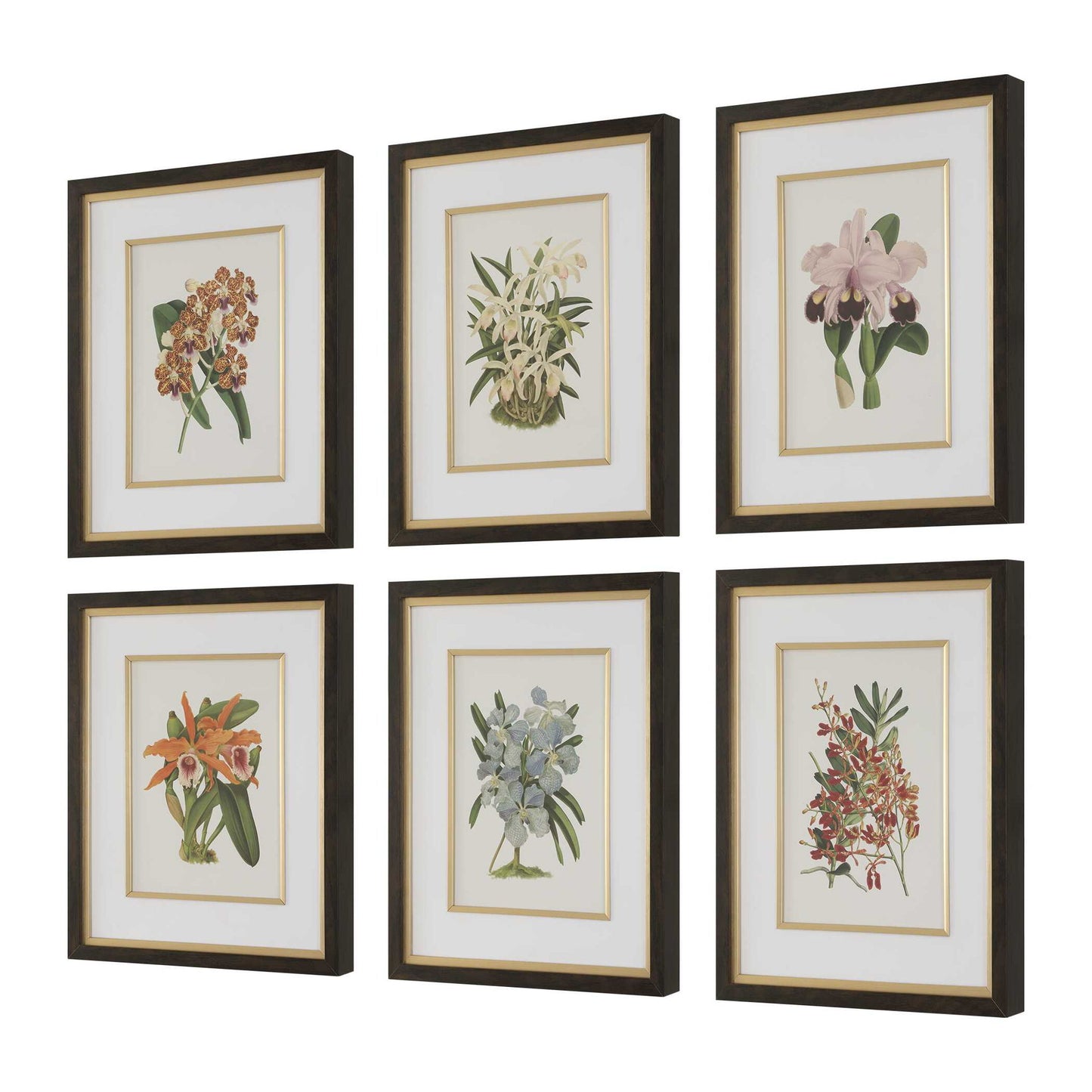 Orchid - Botanical Framed Prints (Set of 6) - Black / Blue / Gold / Green / Orange / Pink / Purple / Red