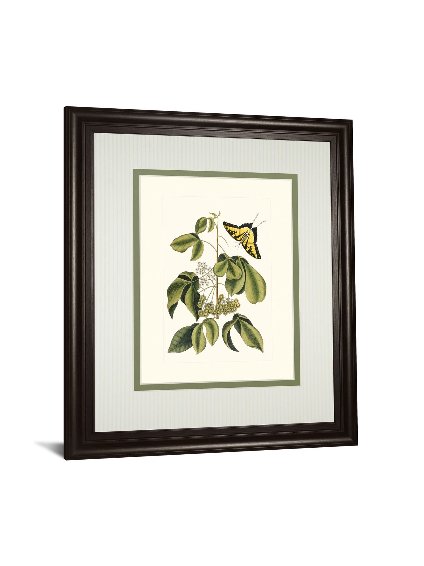 Papilio Antilochus By Marc Catesby - Framed Print Wall Art - Green
