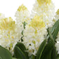 Sincerity - Potted Hyacinth Plant - Green
