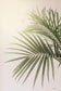 Sunkissed Palm By Jennifer Rigsby (Small) - Dark Green