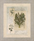 Vintage Botanical - 28" x 34" Framed Wall Art - Beige