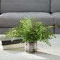 Maidenhair Fern - In Oxidized Container - Gray