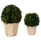 Preserved Boxwood - Oval Domes (Set of 2) - Beige