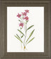 22x26 Delicate II By Sally Swatland - White