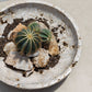 Quarried Stone - Indoor-Outdoor Bowl - Brown