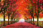 Small - North Bend Trees By Aaron Reed - Red