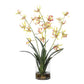 Spider - Orchid In Glass Vase - Green,Pink,Yellow