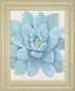 22x26 Pastel Succulent I By Tim OToole - Light Blue