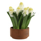 Sincerity - Potted Hyacinth Plant - Green