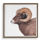 Big Horn - Sheep Framed Print - Black / Brown / White
