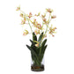 Spider - Orchid In Glass Vase - Green,Pink,Yellow