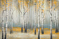 Framed - Golden September Birchmichaelmarcon - Gray