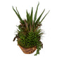 Salar - Succulents In Teak Bowl - Light Brown
