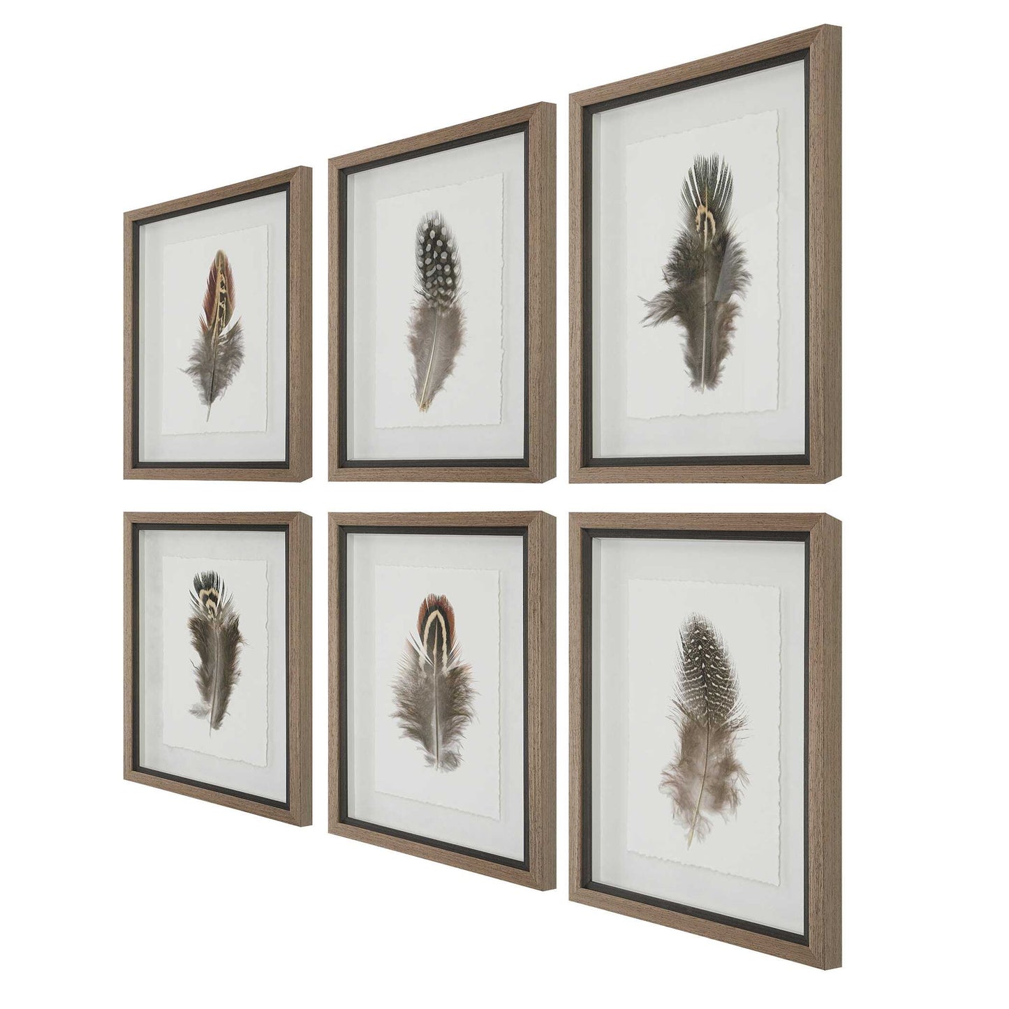 Birds Of A Feather - Framed Prints (Set of 6)