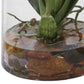 Dancing - Orchid In Glass Vase - Green,Orange