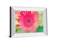 Pink Gerbera By Susan Bryant - Mirror Framed Print Wall Art - Pink