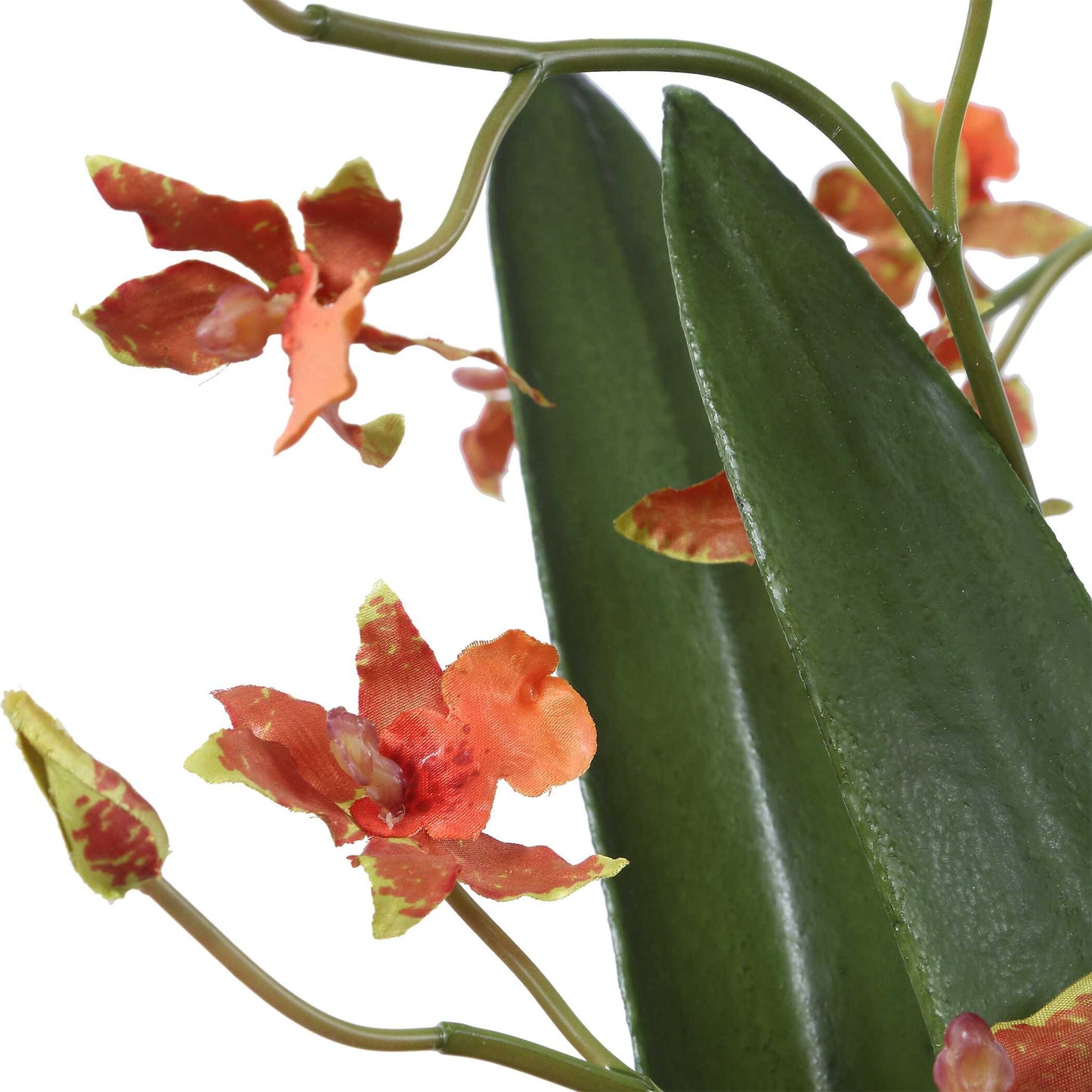 Dancing - Orchid In Glass Vase - Green,Orange