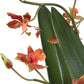 Dancing - Orchid In Glass Vase - Green,Orange