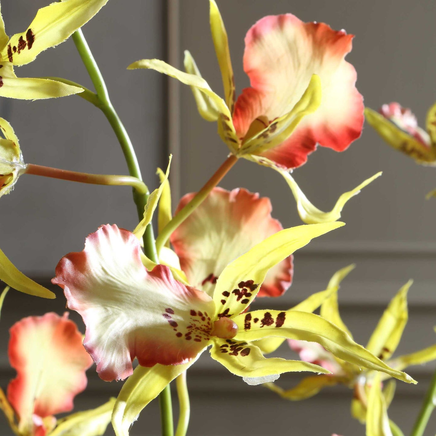 Spider - Orchid In Glass Vase - Green,Pink,Yellow