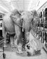 Safari Laundromat Elephant (Small) - Gray