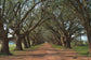 Small - Oak Alley By Alexey - Green