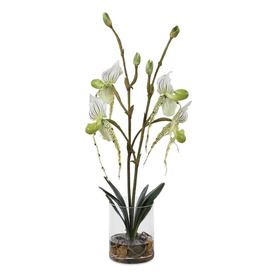 Lady - Slipper Orchid In Glass Vase - Green,White