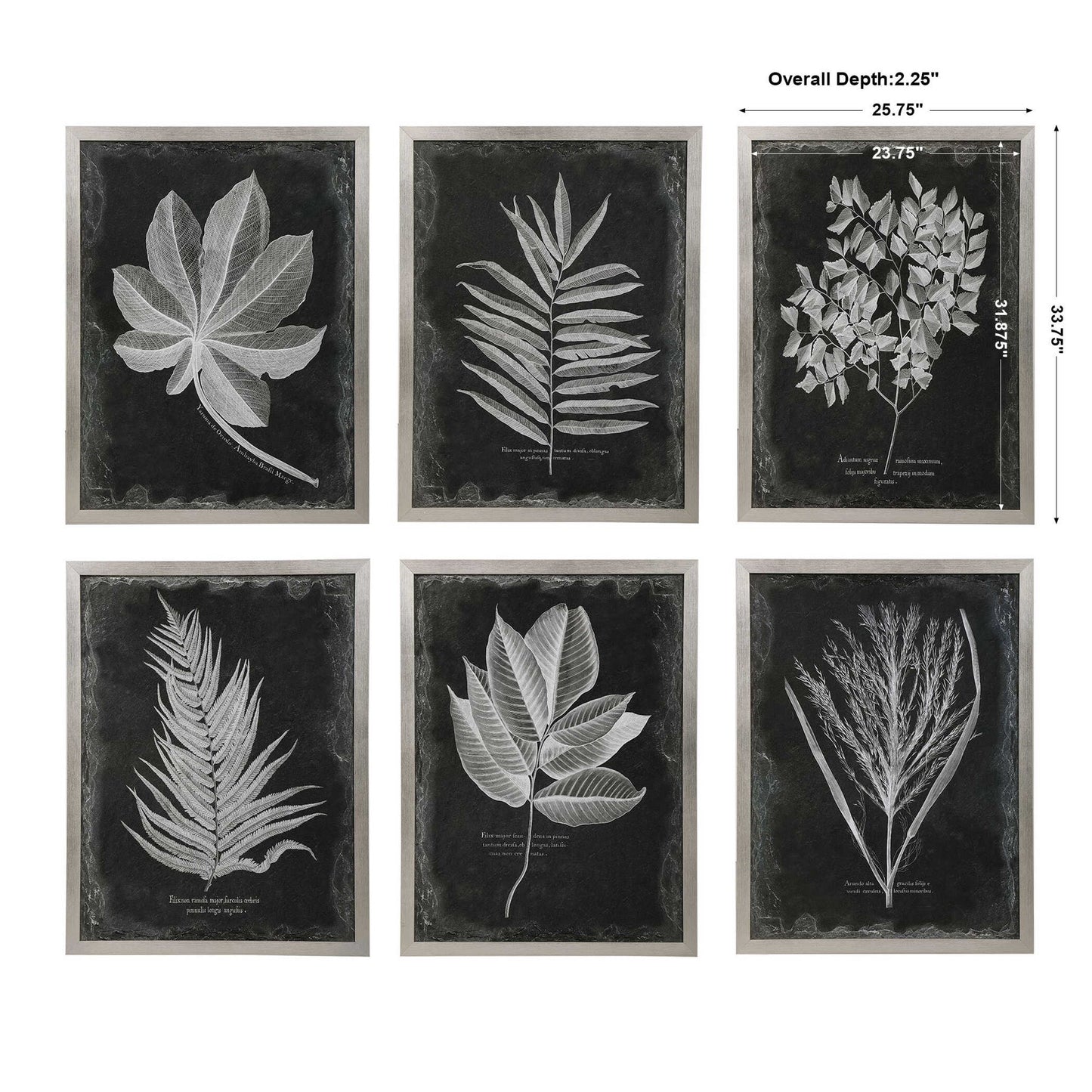 Foliage - Framed Prints (Set of 6) - Black