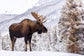 Tempered Glass - Moose In Snow - Gray