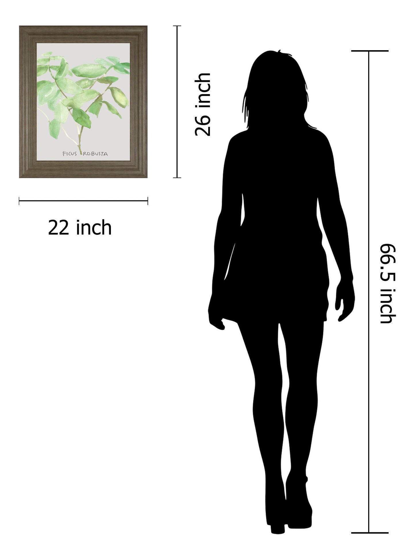 Ficus Robusta By Katrien Soeffers - Framed Print Wall Art - Green