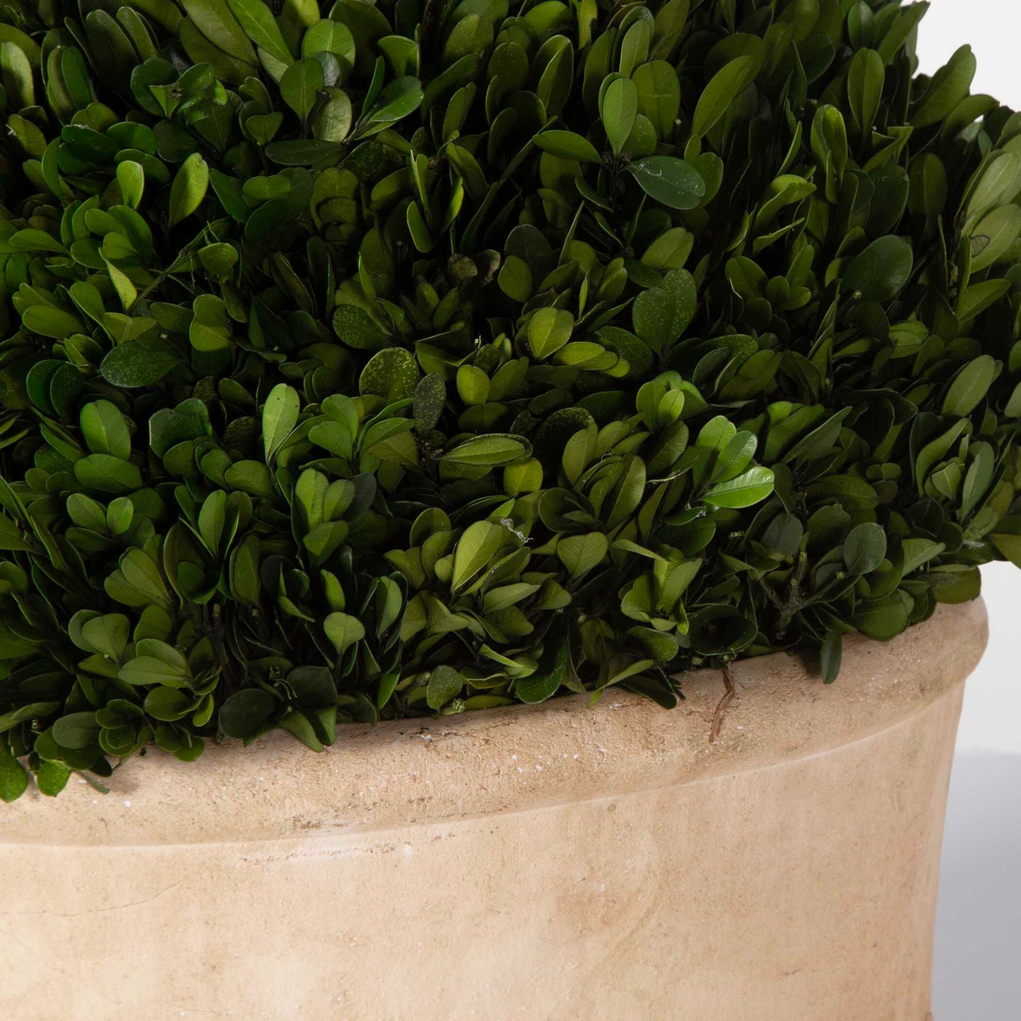 Preserved Boxwood - Oval Domes (Set of 2) - Beige