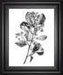 22x26 Hawthorn Berry Branch I By Emma Scarvey - White