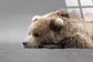 "Serene Slumber" Tempered Glass - Brown / Gray