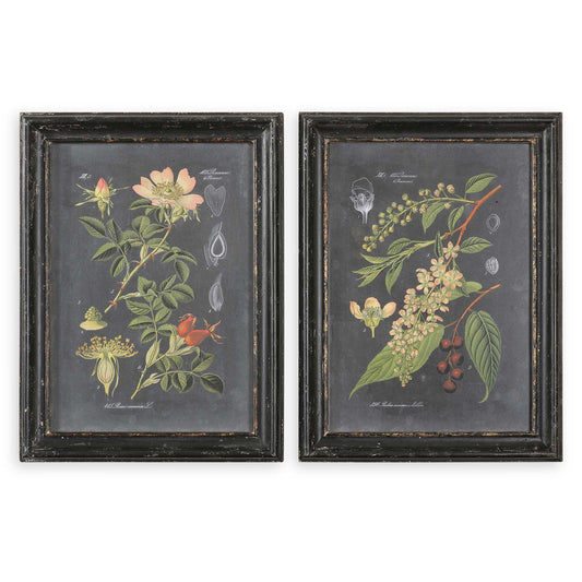 Midnight Botanicals - Wall Art (Set of 2) - Black