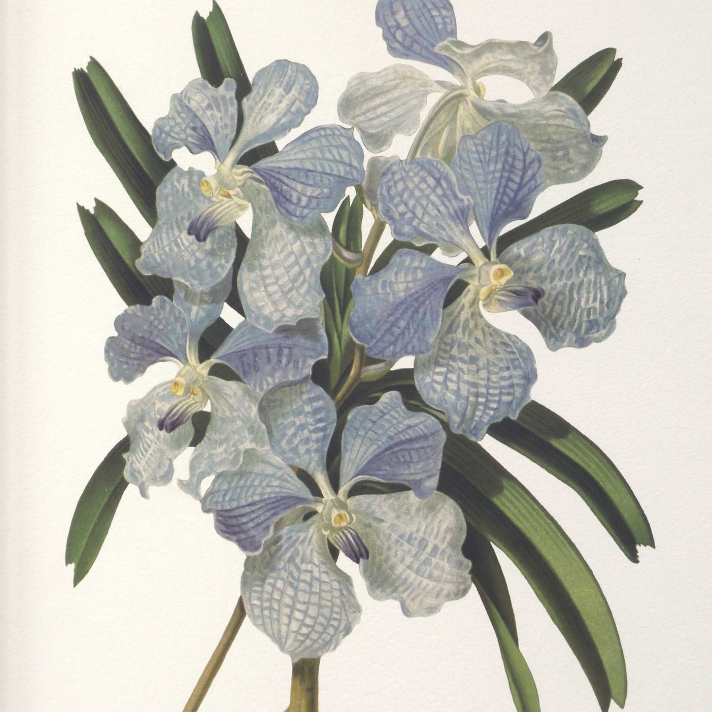 Orchid - Botanical Framed Prints (Set of 6) - Black / Blue / Gold / Green / Orange / Pink / Purple / Red