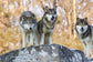Three Wolves By Classy Art (Framed) (Small) - Dark Gray