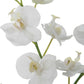 Glory - Orchid