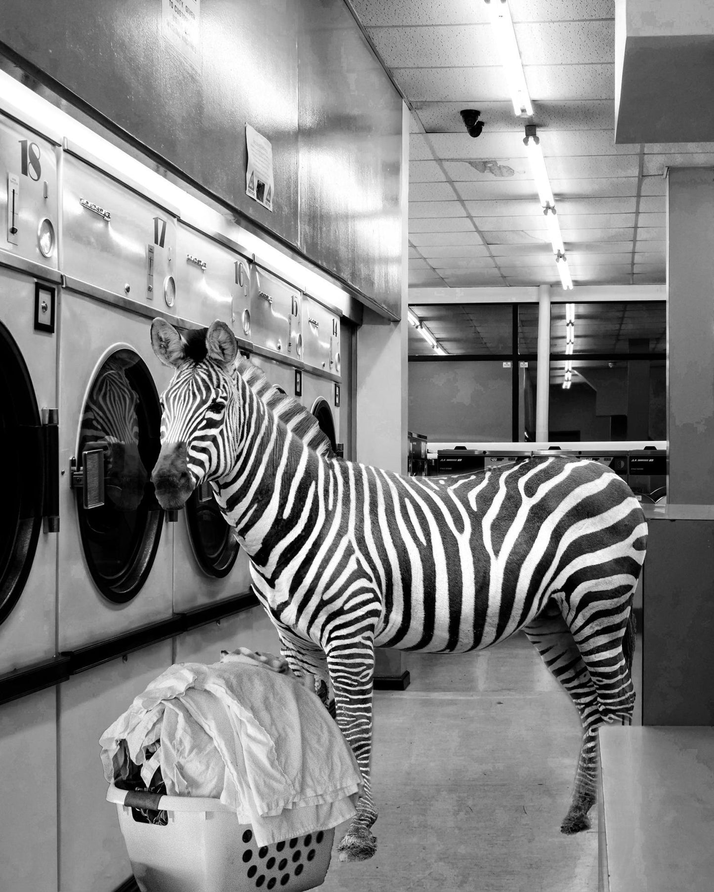 Safari Laundromat Zebra - Gray