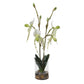 Lady - Slipper Orchid In Glass Vase - Green,White
