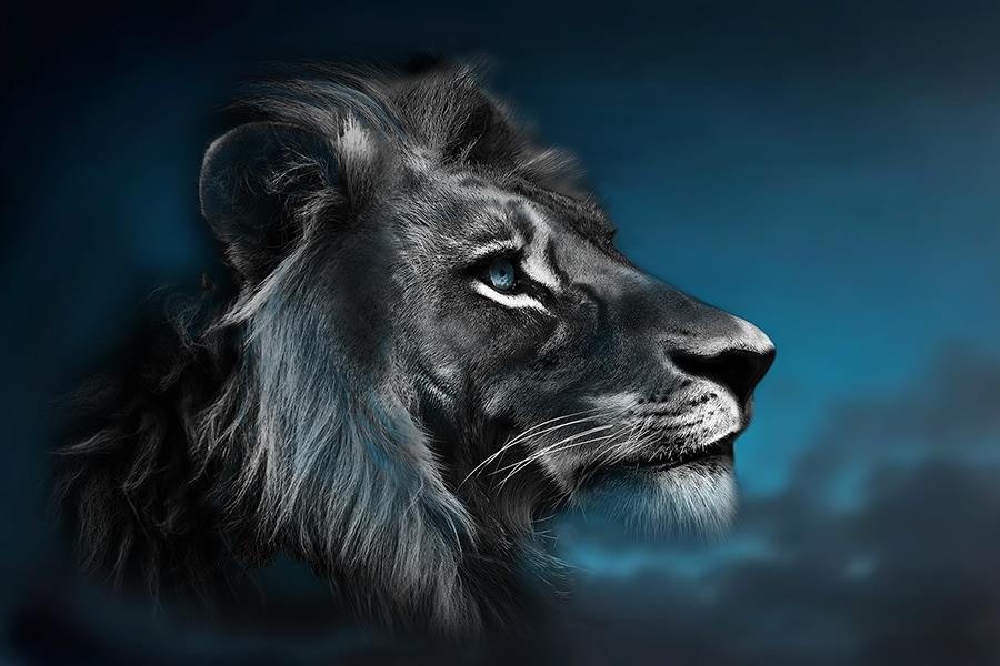 Portrait Of A Lion By Cad Design (Small) - Blue